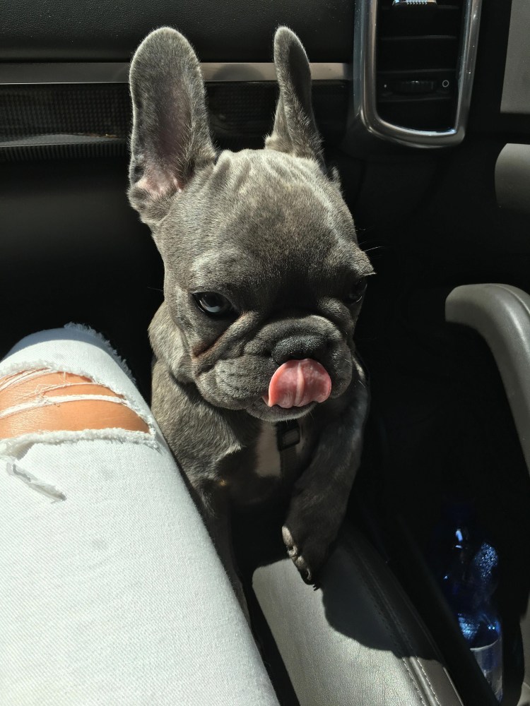 Намордник сетчатый №30 черный