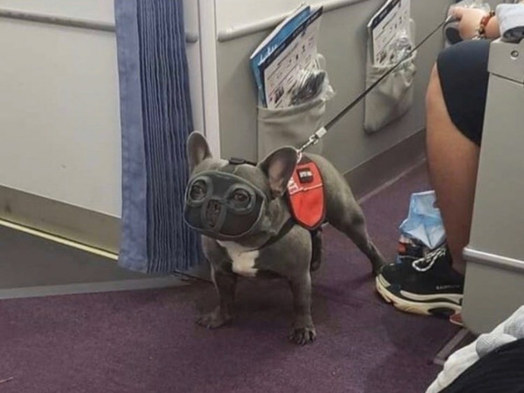 Намордник для собак французский бульдог