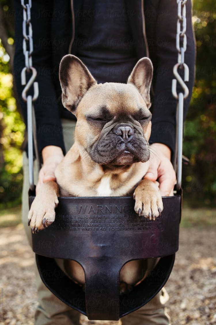 Намордник для короткомордых пород Trixie