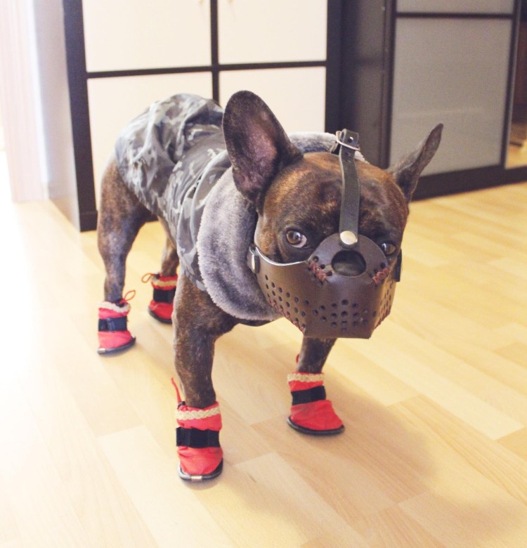 Намордник для французского бульдога Ганнибал