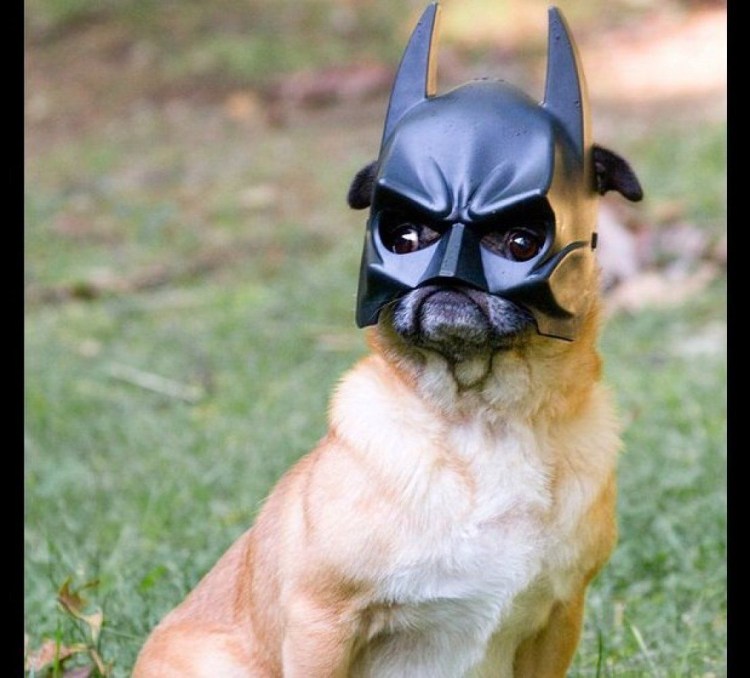 Как увидеть маску черного французского бульдога