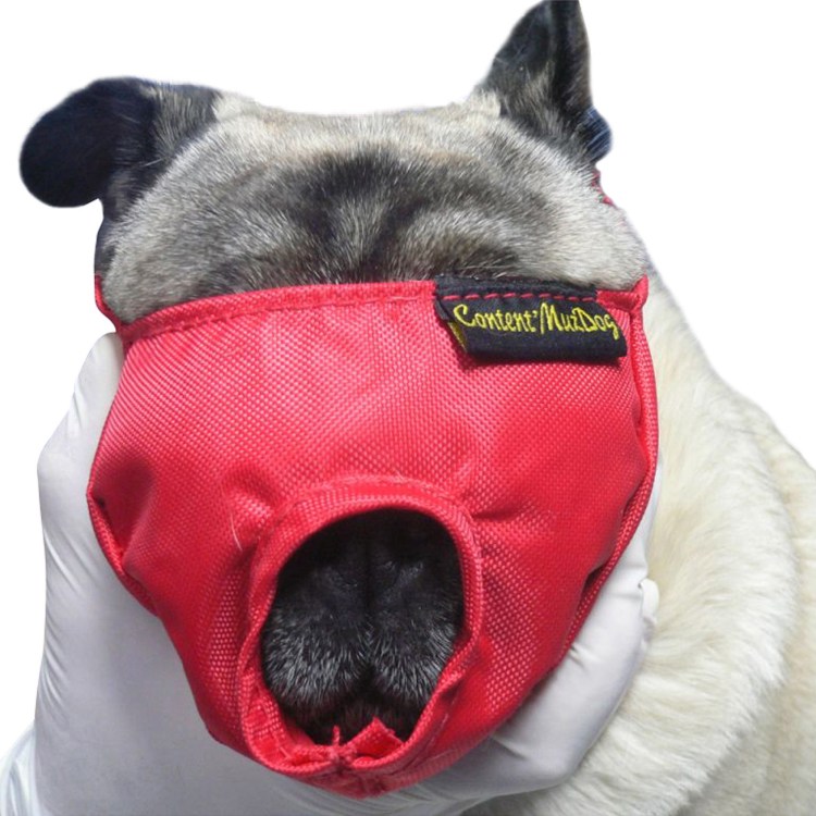 Французский бульдог в наморднике прикол