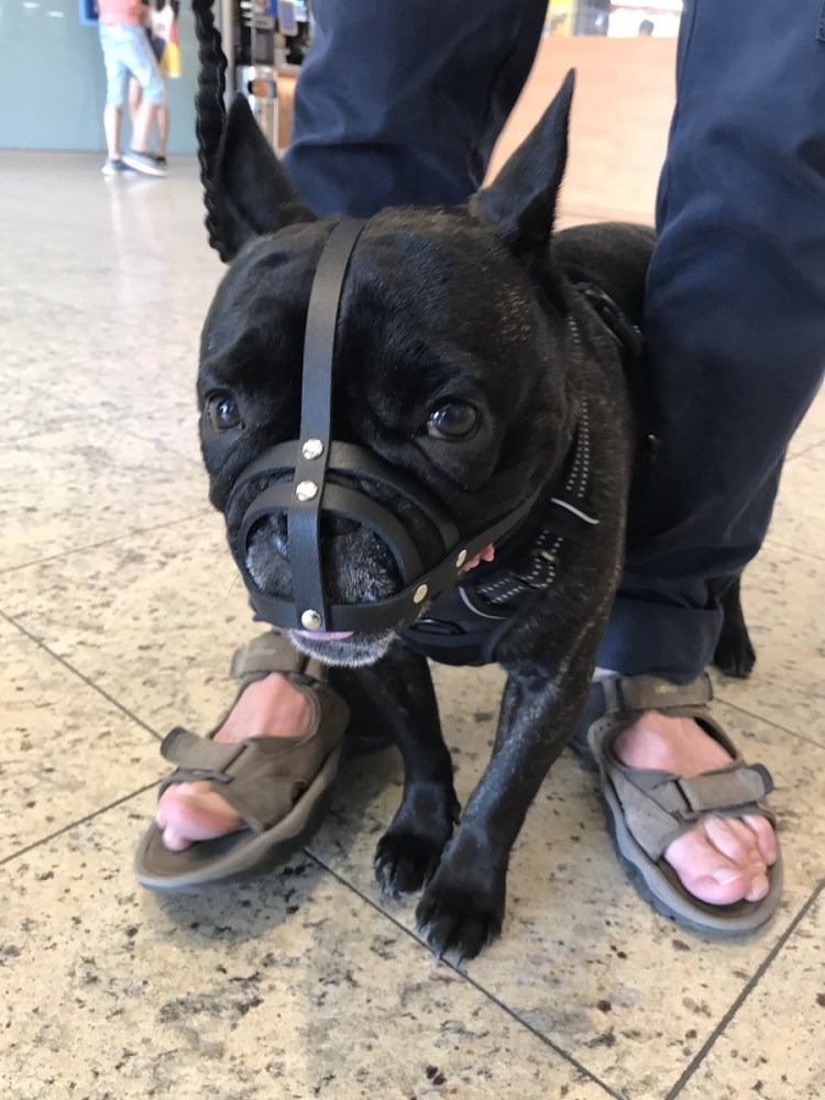 Намордник для французского бульдога