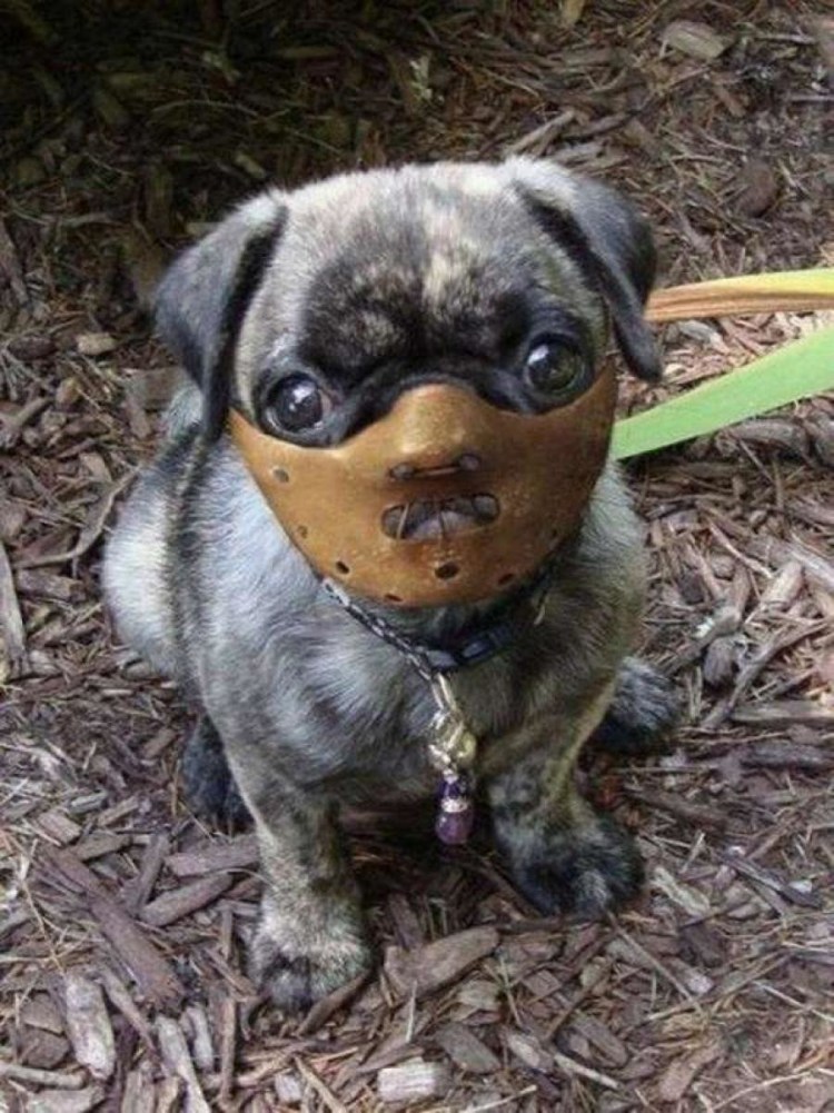 Aqua Coolkeeper попона