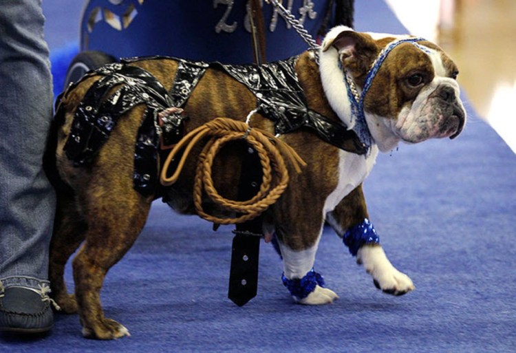 Груминг французского бульдога