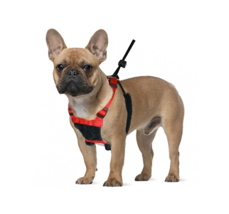 Frenchie шлейки