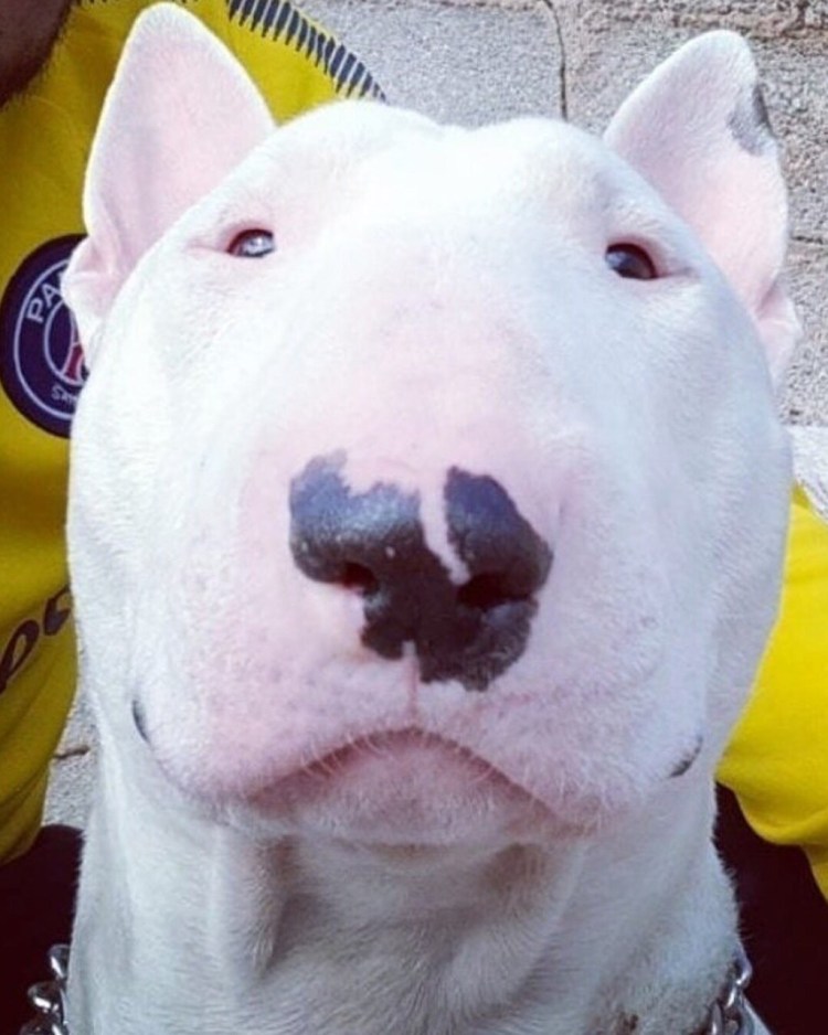 Породы похожие на питбуля