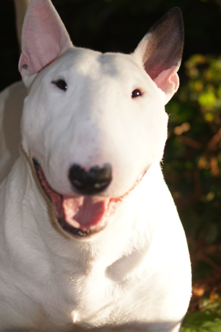 Стаффордширский терьер альбинос