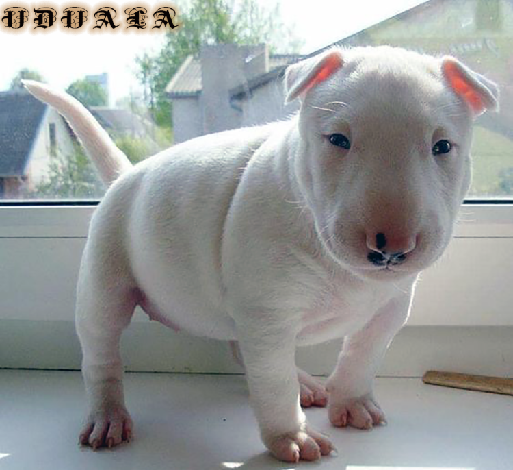 Порода бультерьер