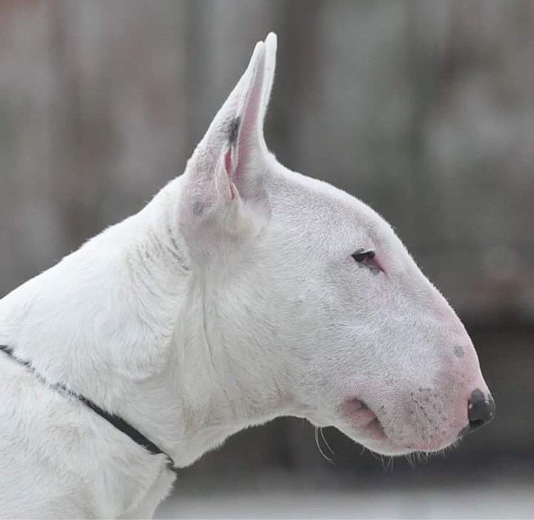 Собака бультерьер