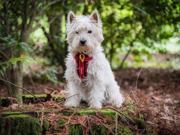 Уэст хайленд Блэк терьер