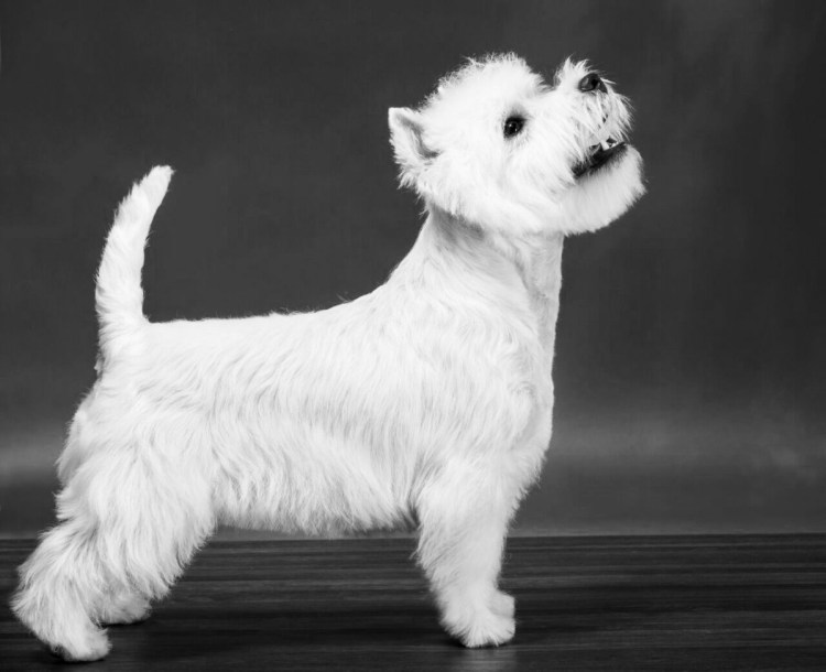 Блэк хайленд терьер