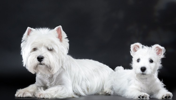 Вест Уайт шнауцер терьер