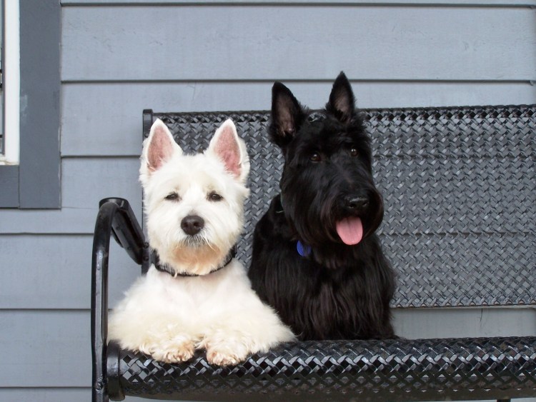 Уэст хайленд Блэк терьер