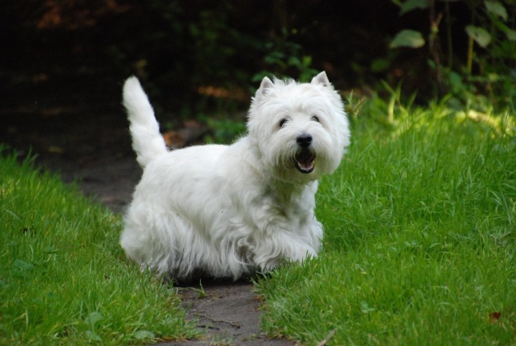 Вест хайленд