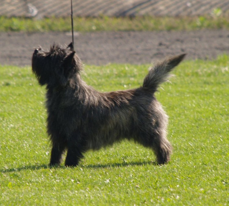 Вест-хайленд-Уайт-терьер черный