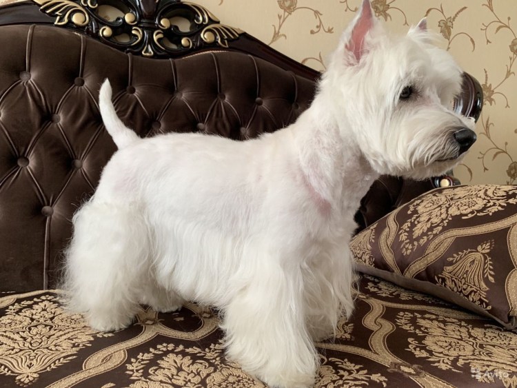 Уэст хайленд Блэк терьер