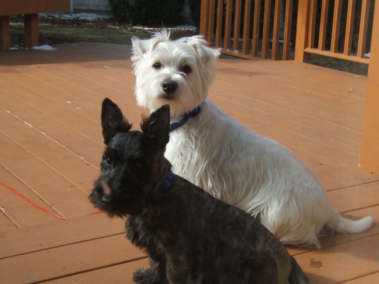 Вест хайленд терьер