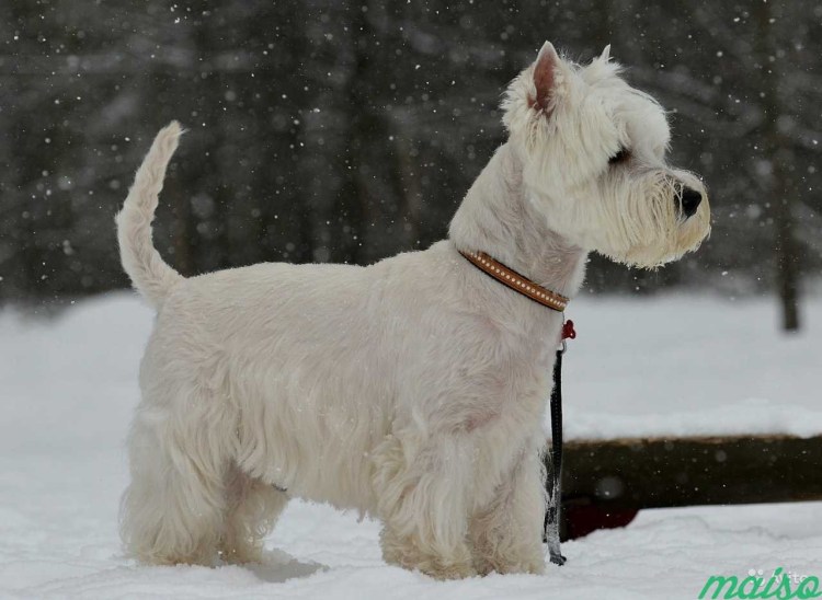 Вест хайленд терьер