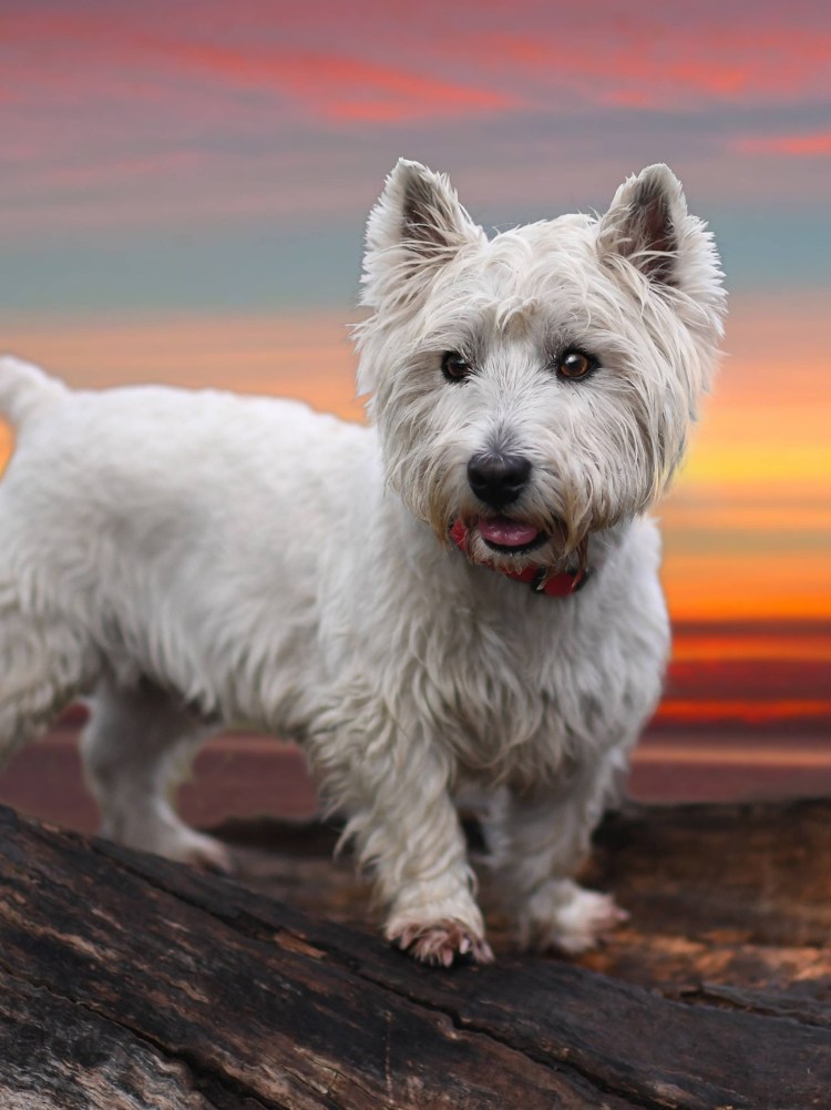 Стрижка Вест хайленд Уайт терьер