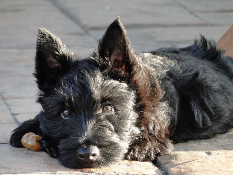 Вест-хайленд-Уайт-терьер черный