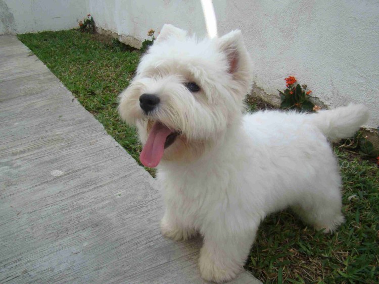 Шотландский Уайт терьер