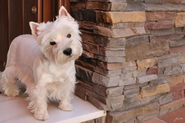 Вест хайленд терьер черный