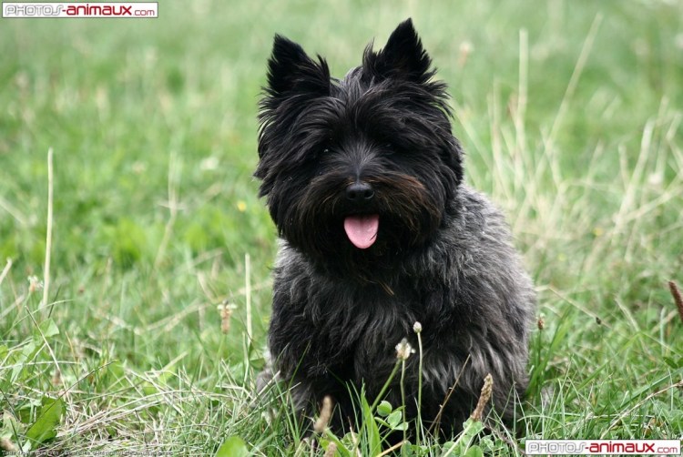 Уэст хайленд Блэк терьер