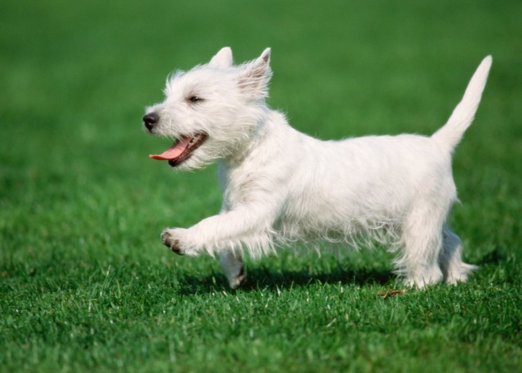 Уэст хайленд терьер черный