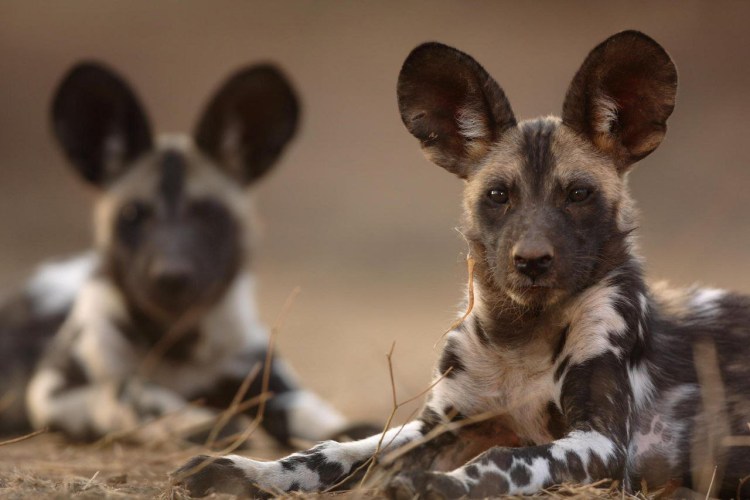 Гиена и Гиеновидная собака