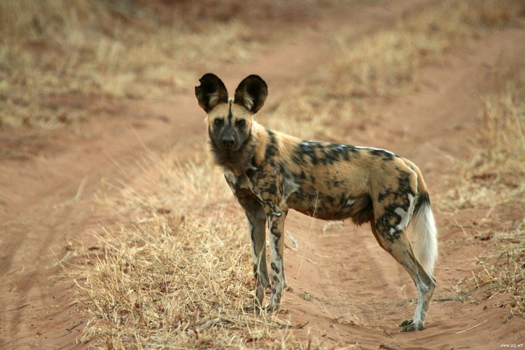 Гиеновидная гиена