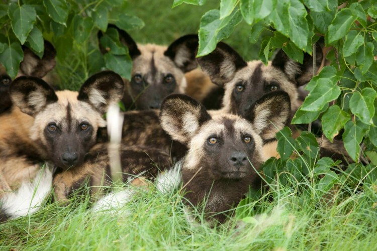 Гиеновая собака