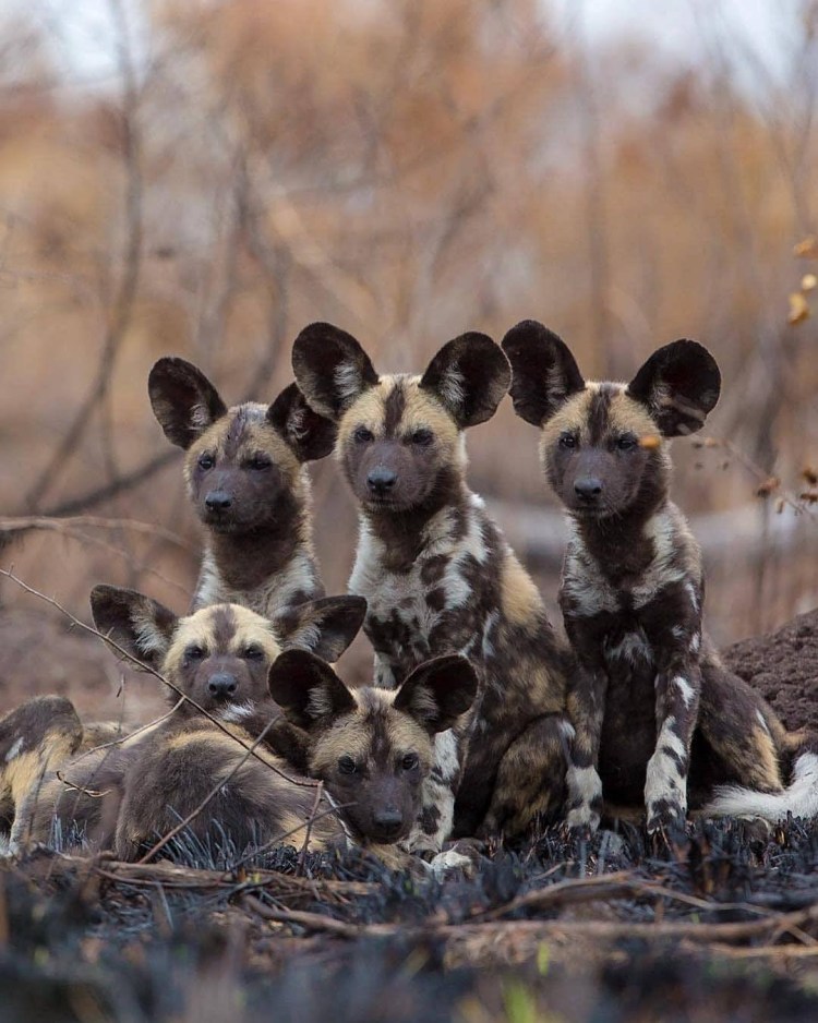 Дикая собака которая вымерла