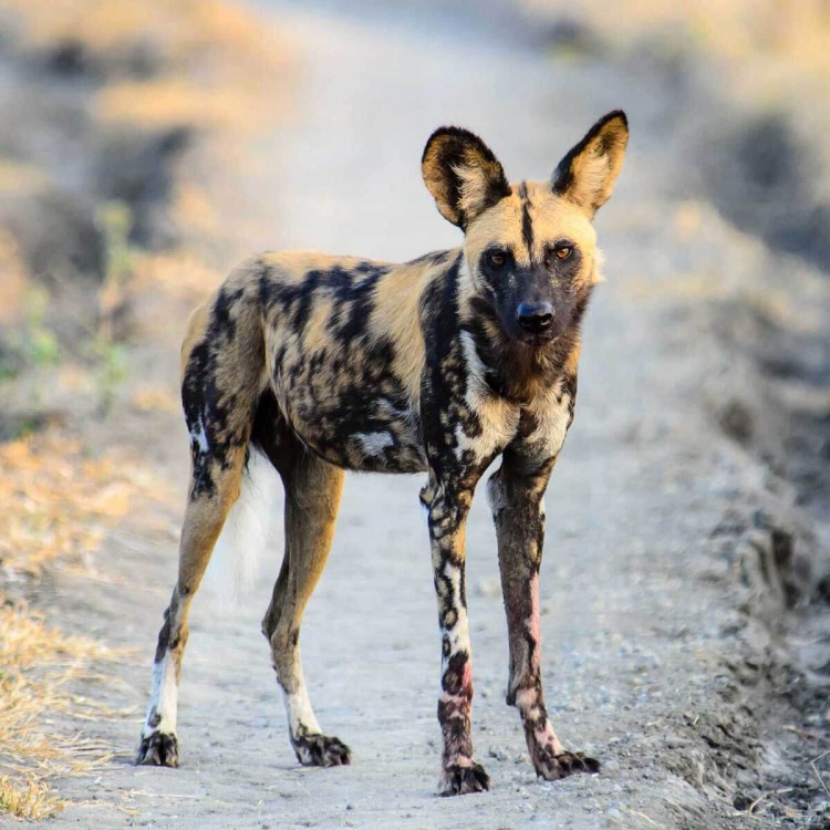 Гиеновидная собака: Африканская Дикая