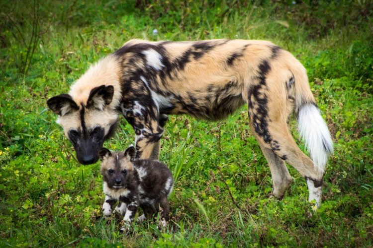 Собаковидные гиены