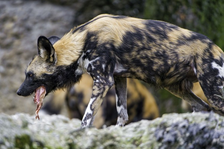 Гиена и Гиеновидная собака