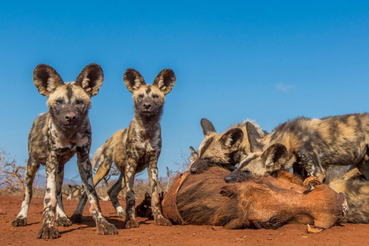 Гиеновидная собака охота