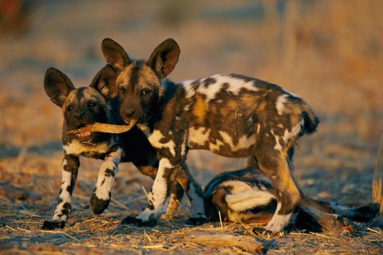 Гиеновые собаки Африки