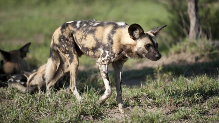 Гиеновидная собака Кумба