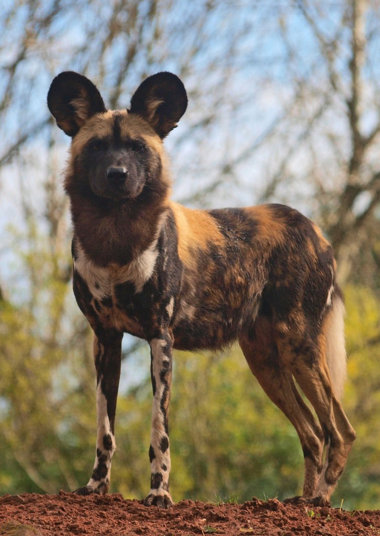 Джиографик вайлд