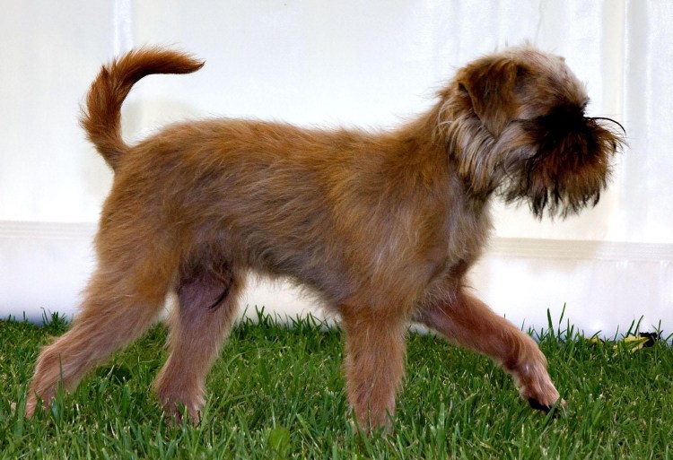 Бельгийский гриффон