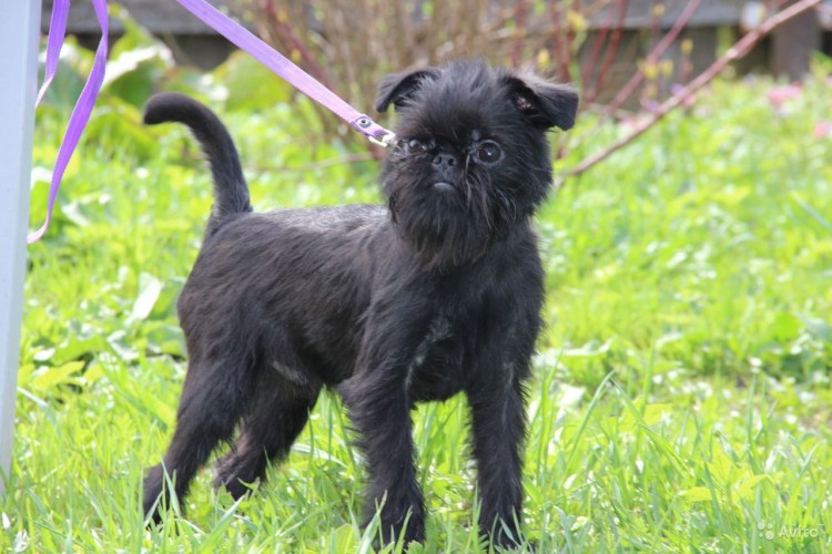 Брюссельский гриффон нестриженный