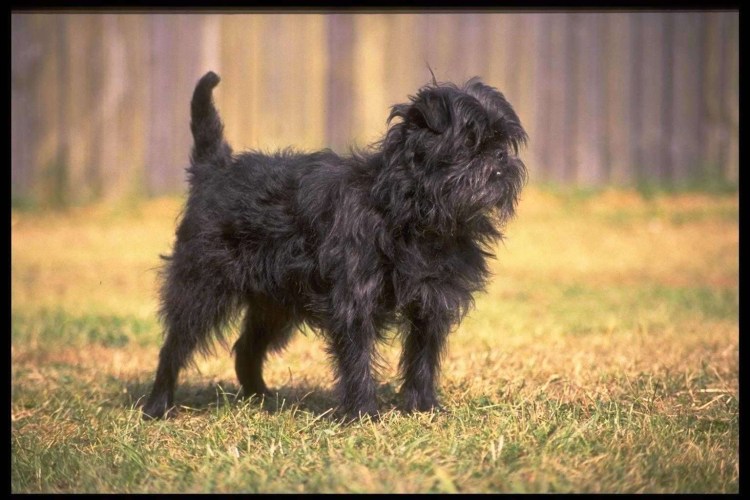 Собачка Брюссельский гриффон