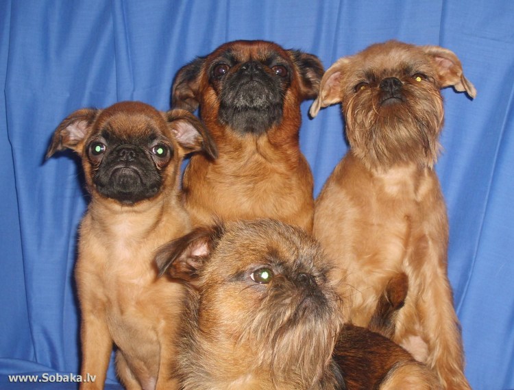 Брюссельский гриффон