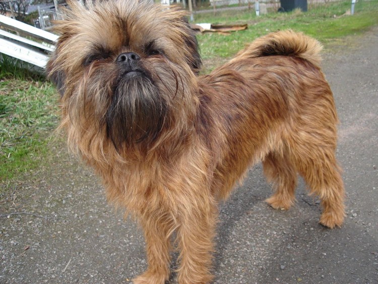 Брюссельский гриффон