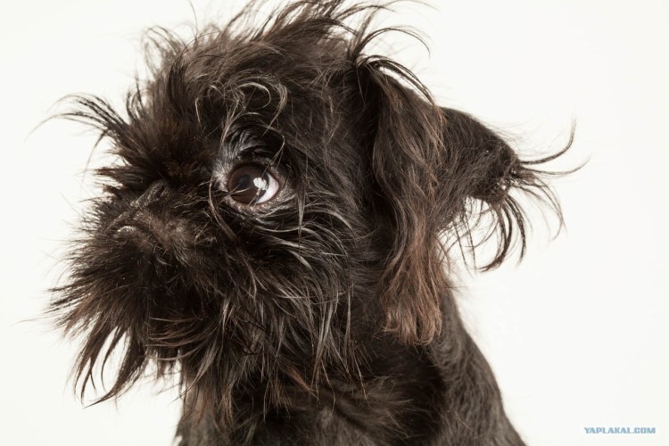 Бельгийский гриффон