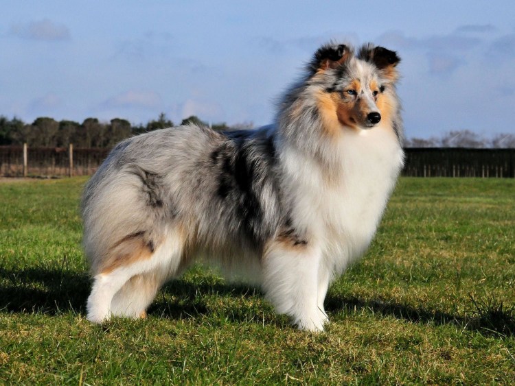 Шотландская овчарка шелти