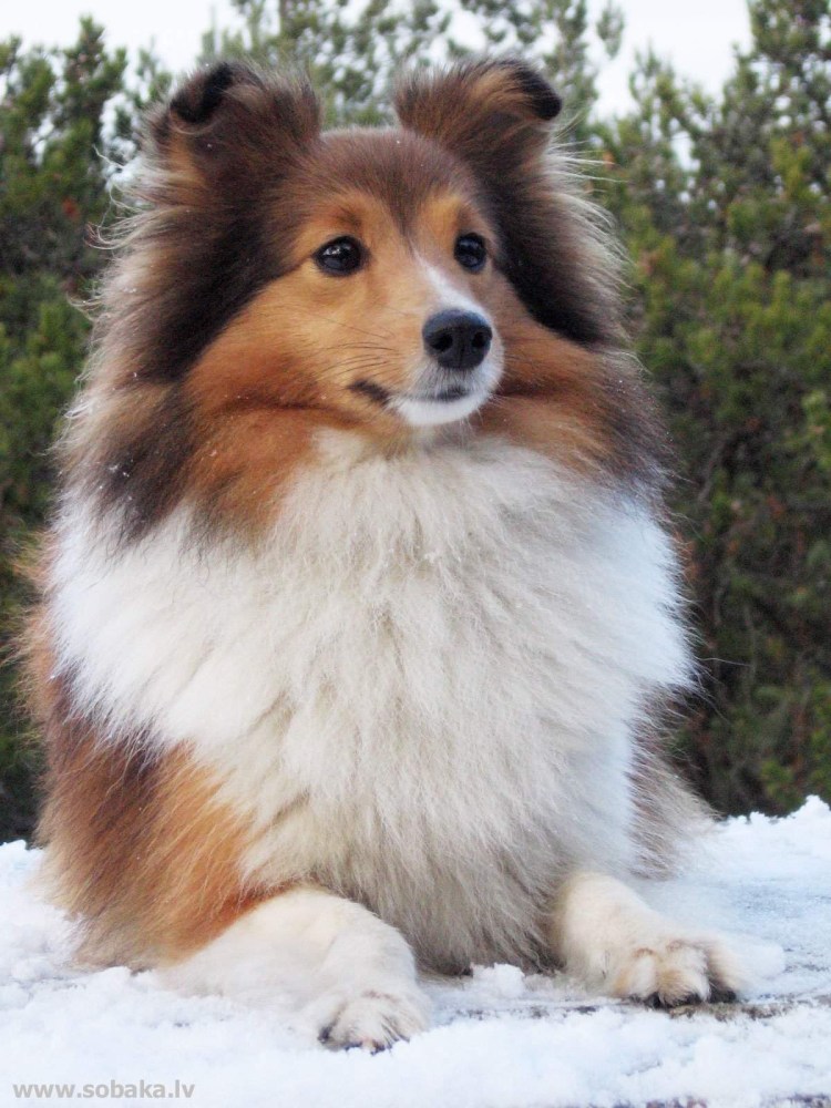 Пастушья собака шелти