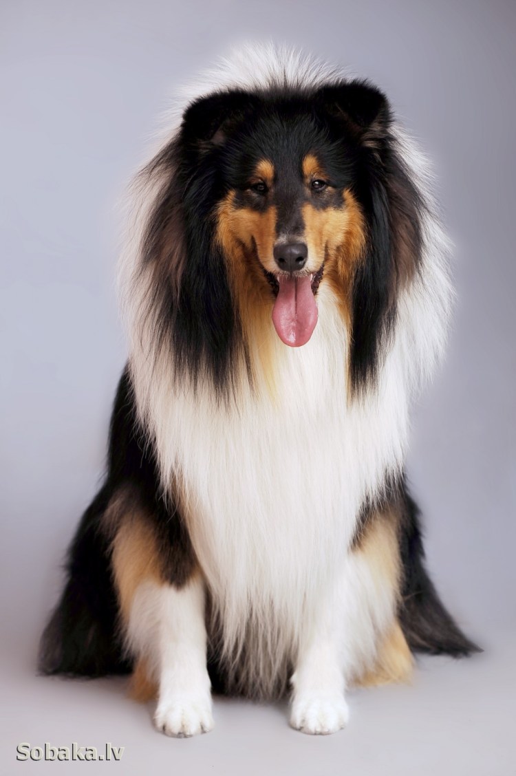 Вельш корги маленький