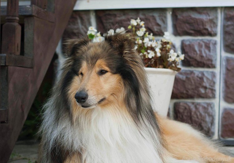 Колли среднешерстный